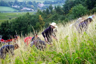 Harvest of the Mont Brulius plot, AOC Côte-de-Brouilly