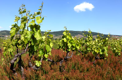 Buissonnante parcel, AOC Beaujolais Villages