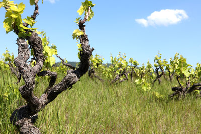 Old vineyards of Cuvée Buissonnante, AOC Beaujolais Villages