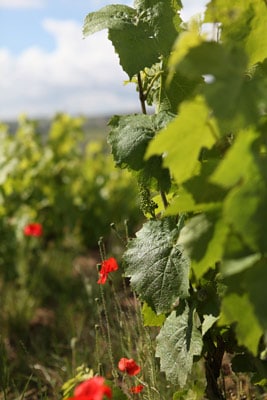 parcelle cuvée Brulius, AOC Brouilly